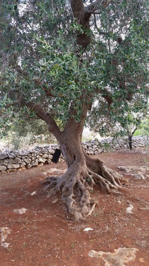 Dimora Il Fico D'India Βίλα Ostuni Εξωτερικό φωτογραφία